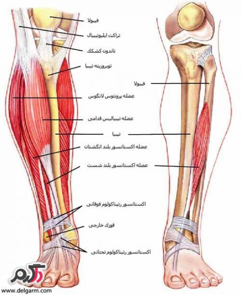 علت سفتی و گرفتگی عضلات ساق پا چیست؟